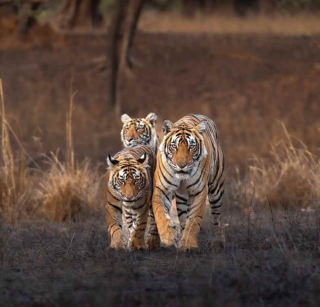 Golden Triangle with Varanasi & Ranthambore Tour