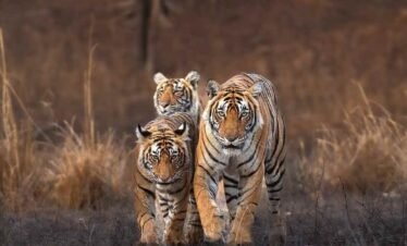 Golden Triangle with Varanasi & Ranthambore Tour