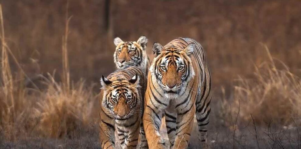 Golden Triangle with Varanasi & Ranthambore Tour