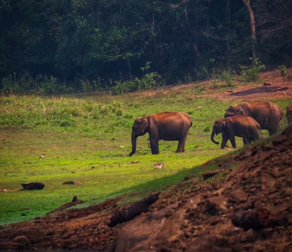 The Essence of South India Travel