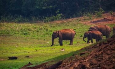 The Essence of South India Travel