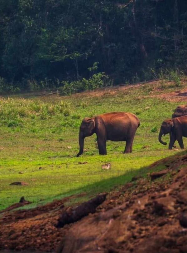 The Essence of South India Travel