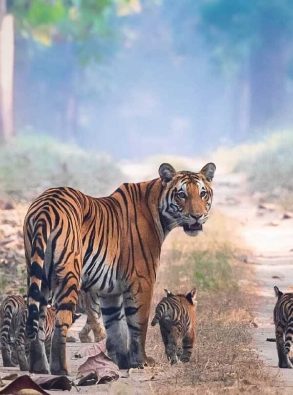 wildlife jungle safaris Luxury India Tour