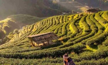 Luxury India Tours Kolkata to Darjeeling