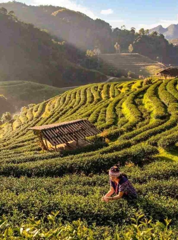Luxury India Tours Kolkata to Darjeeling