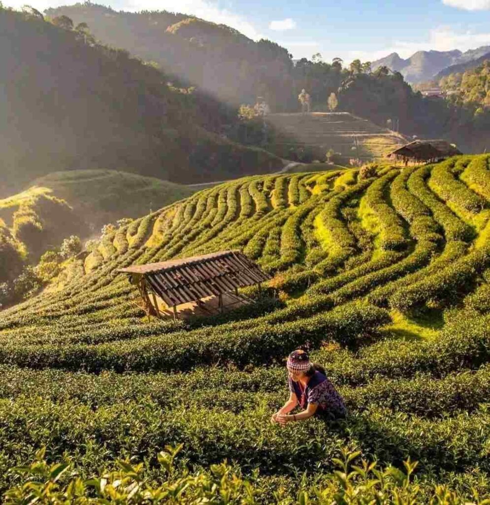 Luxury India Tours Kolkata to Darjeeling